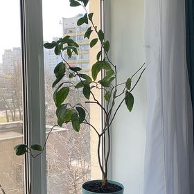 Photo of the plant species Oval kumquat by @KindAgarito88 named Drake on Greg, the plant care app