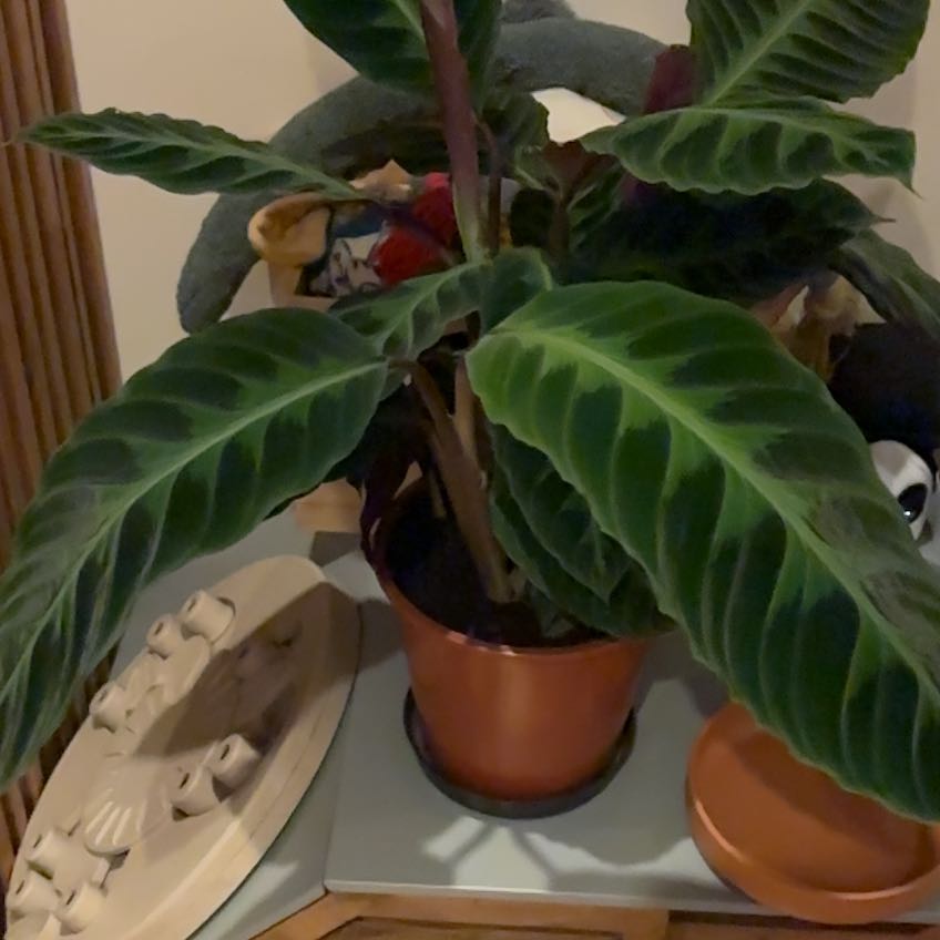 Photo of the plant species Calathea Warscewiczii by @VipPuka57 named Homer on Greg, the plant care app