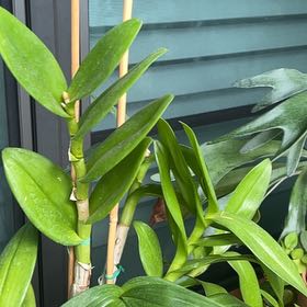 Photo of the plant species Fire Star Orchid by @Plantrugger named Willow on Greg, the plant care app