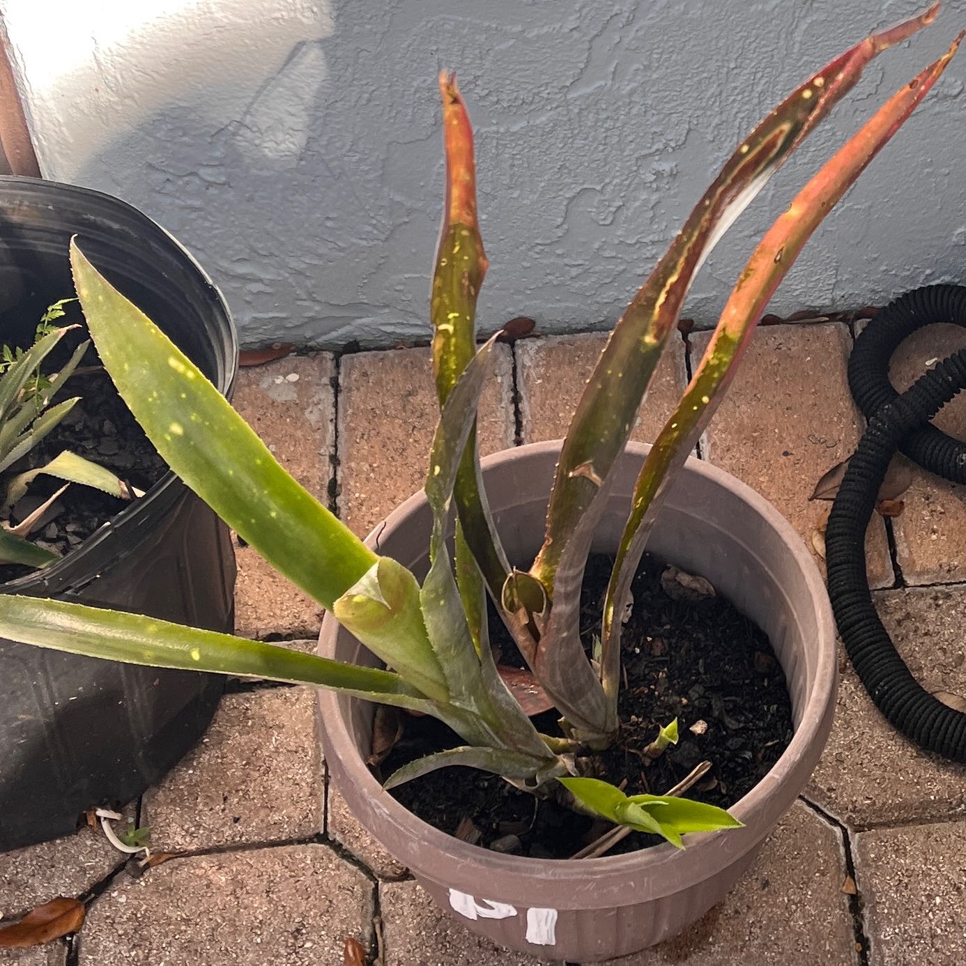 Photo of the plant species Flaming Torch by @Plantrugger named Sahara on Greg, the plant care app