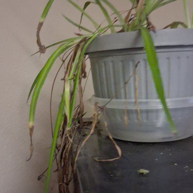 Photo of the plant species Cape Spider Plant by @DevotedTutu41 named Gomez on Greg, the plant care app