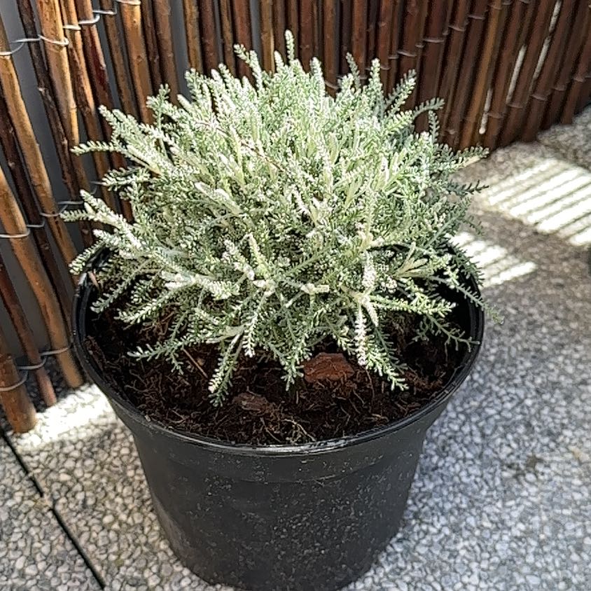 Photo of the plant species Cotton Lavender by @SedulousAnise88 named Scarlett on Greg, the plant care app