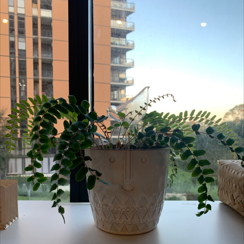 Photo of the plant species Pellaea rotundifolia by @Mariamonica named Your plant on Greg, the plant care app