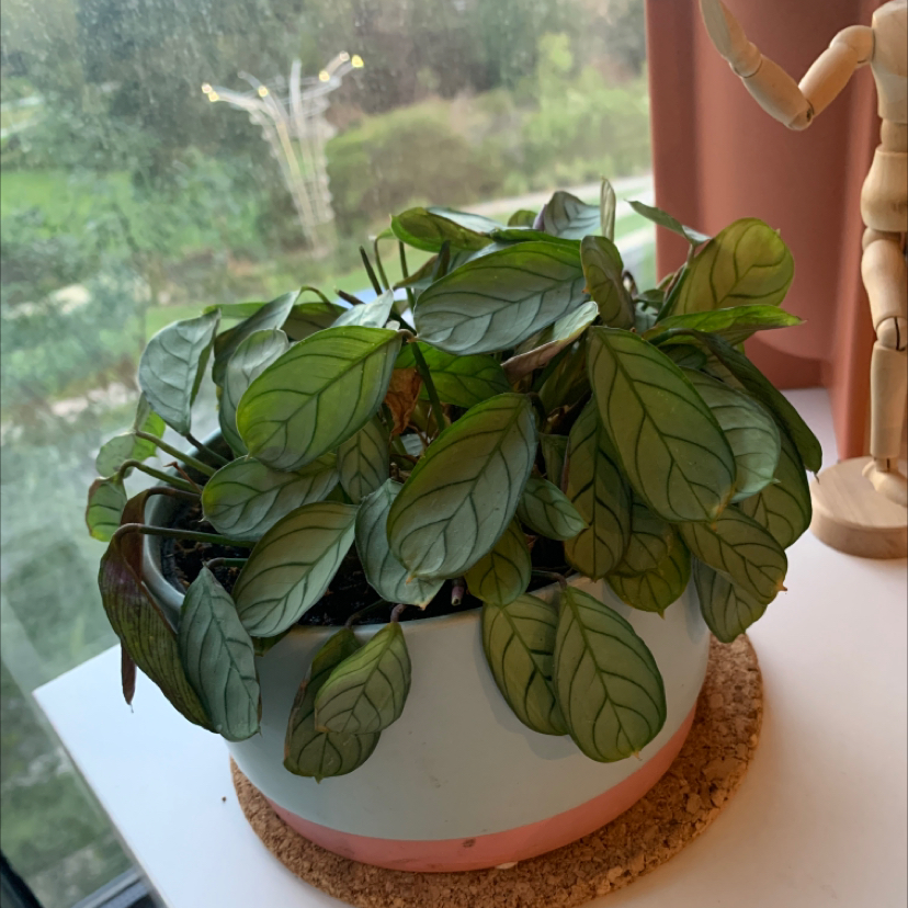 Photo of the plant species Ctenanthe amagris by @Mariamonica named Your plant on Greg, the plant care app