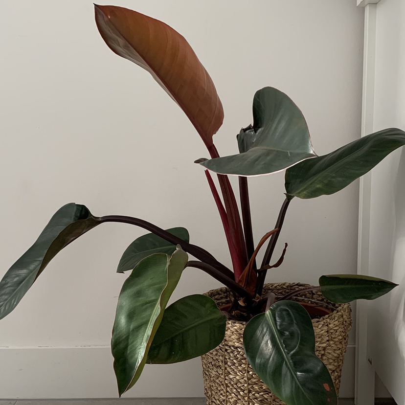 Photo of the plant species Philodendron 'Red Congo' by @Mariamonica named Your plant on Greg, the plant care app
