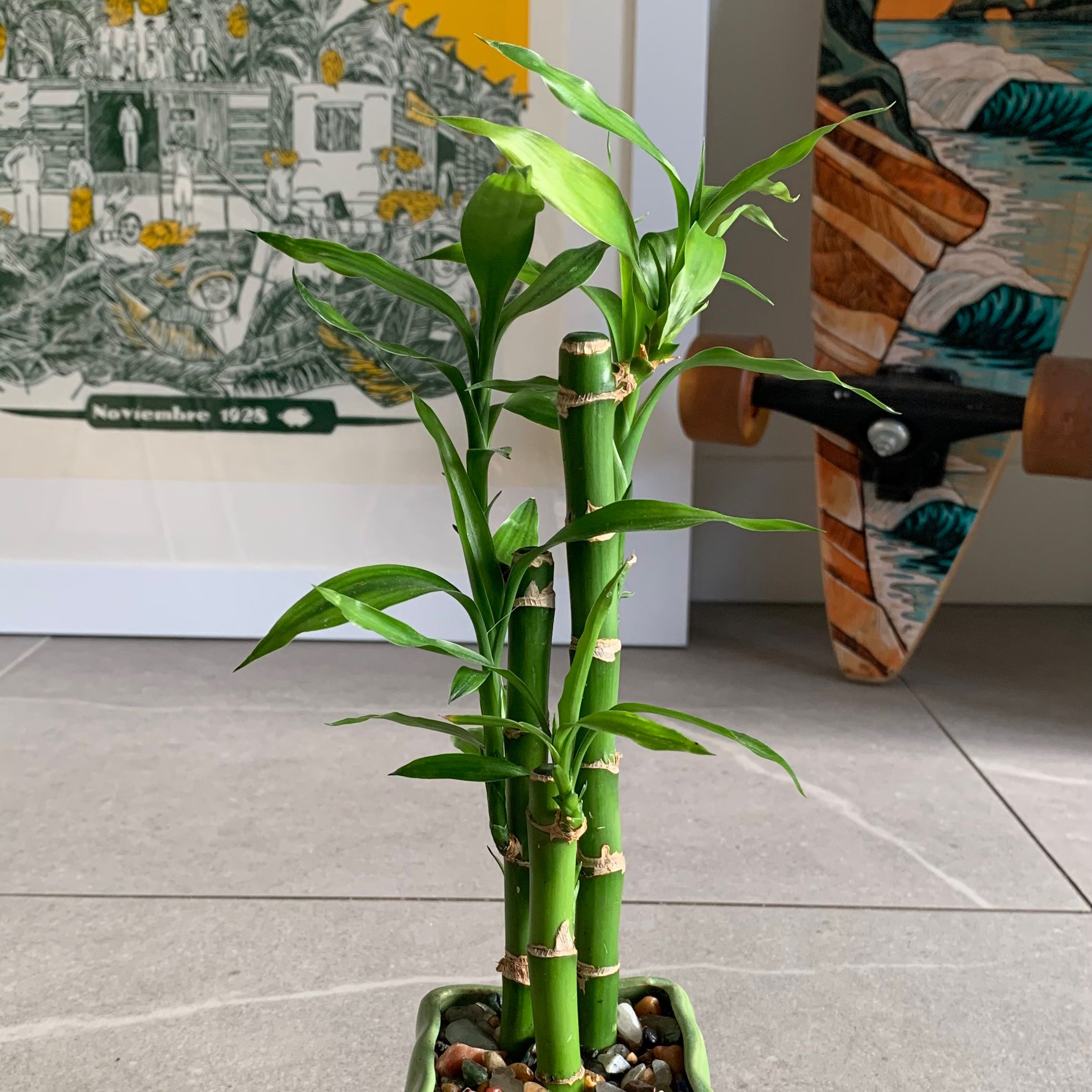 Photo of the plant species Lucky Bamboo by @Mariamonica named Your plant on Greg, the plant care app