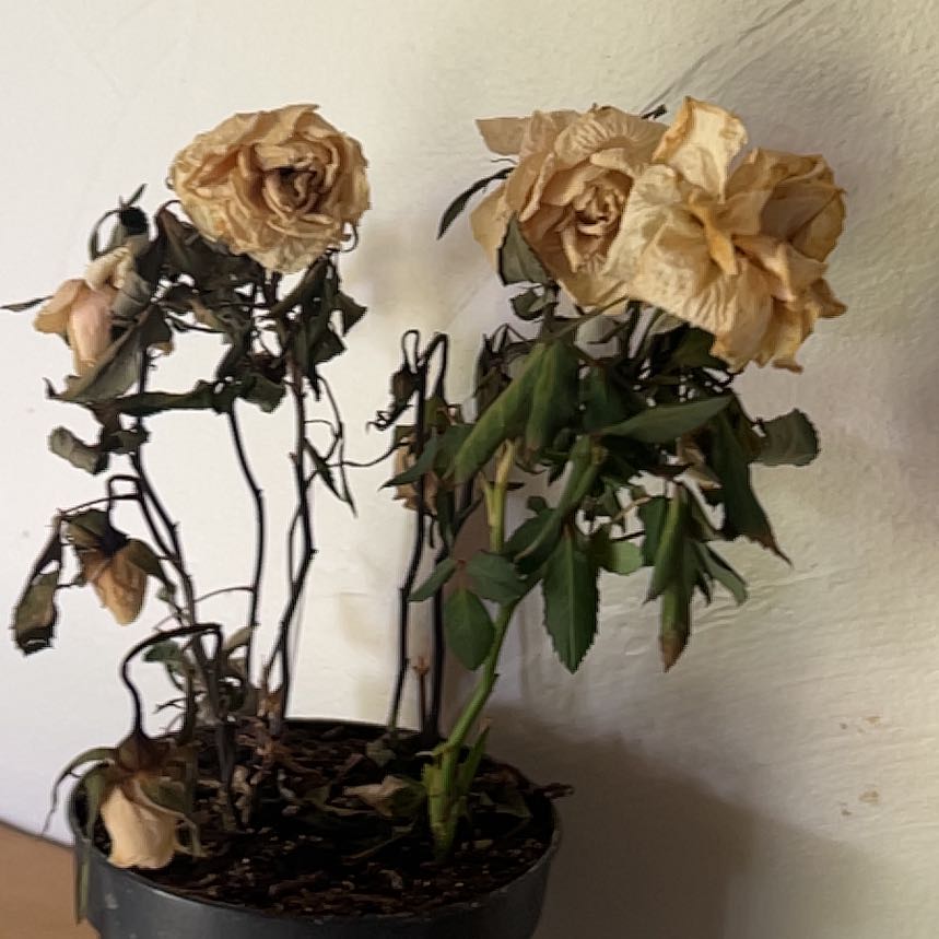 Photo of the plant species Chinese Peony by @StellarPokaka58 named Maya on Greg, the plant care app