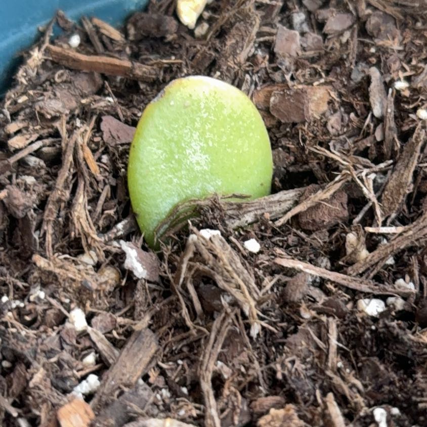 Photo of the plant species Miniature Jade Plant by @EffectualRose60 named Stella on Greg, the plant care app