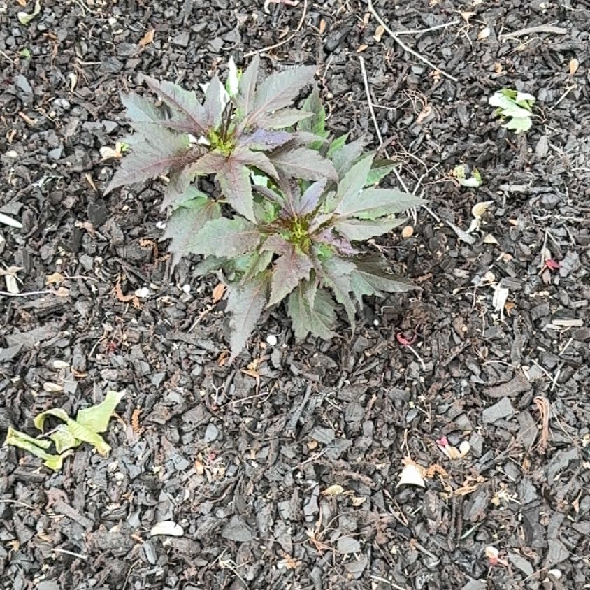 Photo of the plant species Virginia Copperleaf by @EnticingAlbo46 named Gobi on Greg, the plant care app