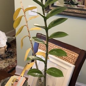 Photo of the plant species Fire Star Orchid by @BabyBookaloe4 named Girlfrond on Greg, the plant care app