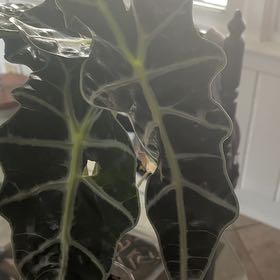 Photo of the plant species African Mask by @BabyBookaloe4 named Leaf Erickson on Greg, the plant care app