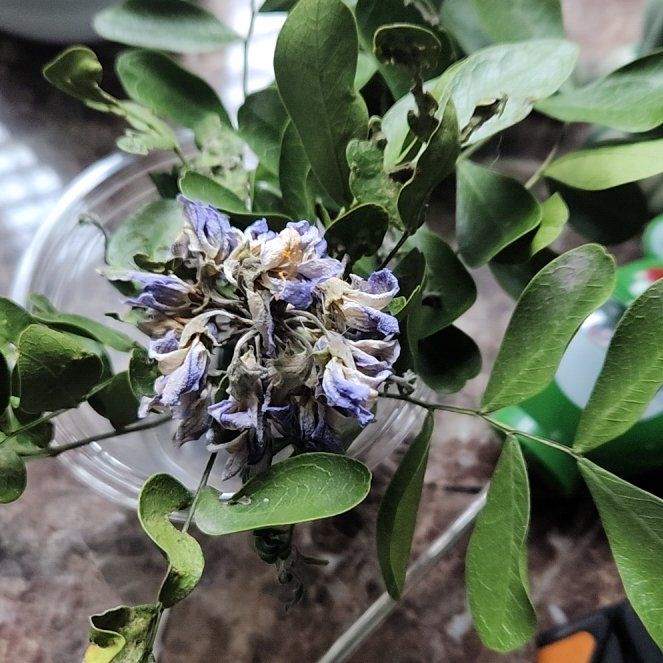 Photo of the plant species Texas Mountain Laurel by @YesKawakawa56 named Prince on Greg, the plant care app