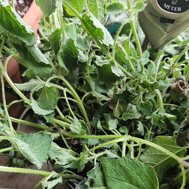 Photo of the plant species Orange Balm by @YesKawakawa56 named Captain Plant-it on Greg, the plant care app