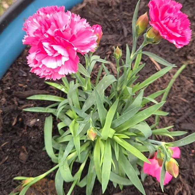 Photo of the plant species Border Carnation by @FragrantMint99 named Dax on Greg, the plant care app