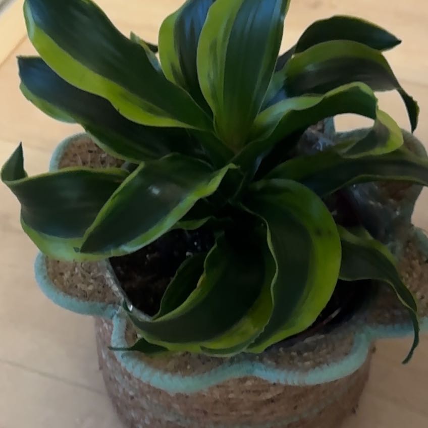 Photo of the plant species Dracaena Tornado Twisted by @PeacefulPlain43 named Luna on Greg, the plant care app