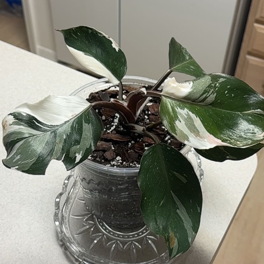 Photo of the plant species White Knight Philodendron by @PeacefulPlain43 named Knight on Greg, the plant care app