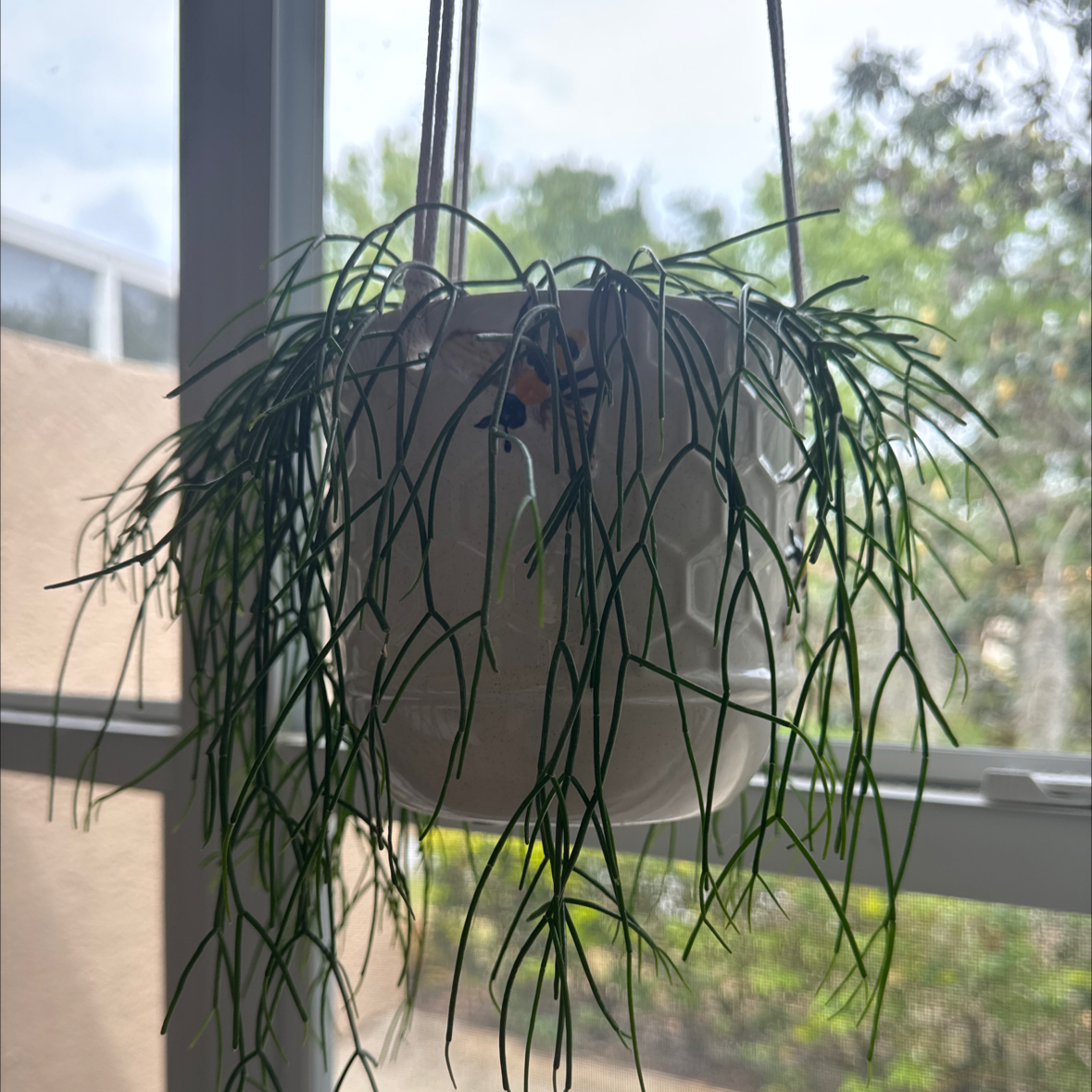 Photo of the plant species Rhipsalis baccifera by @PeacefulPlain43 named Muhammad Ali on Greg, the plant care app