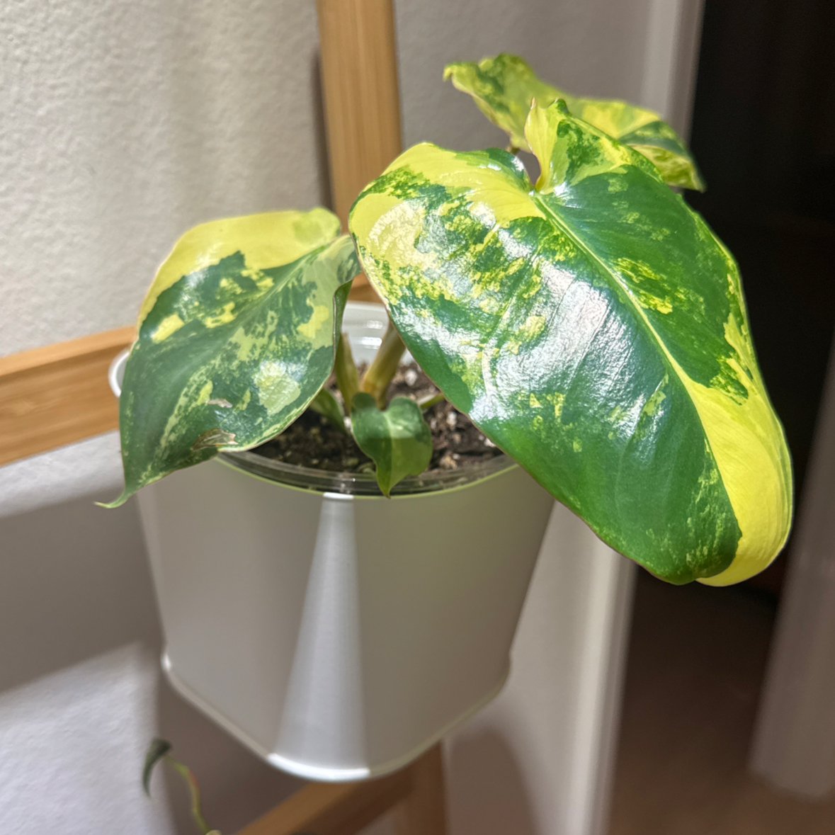 Photo of the plant species Philodendron Burle Marx by @PeacefulPlain43 named ChloroPhil on Greg, the plant care app