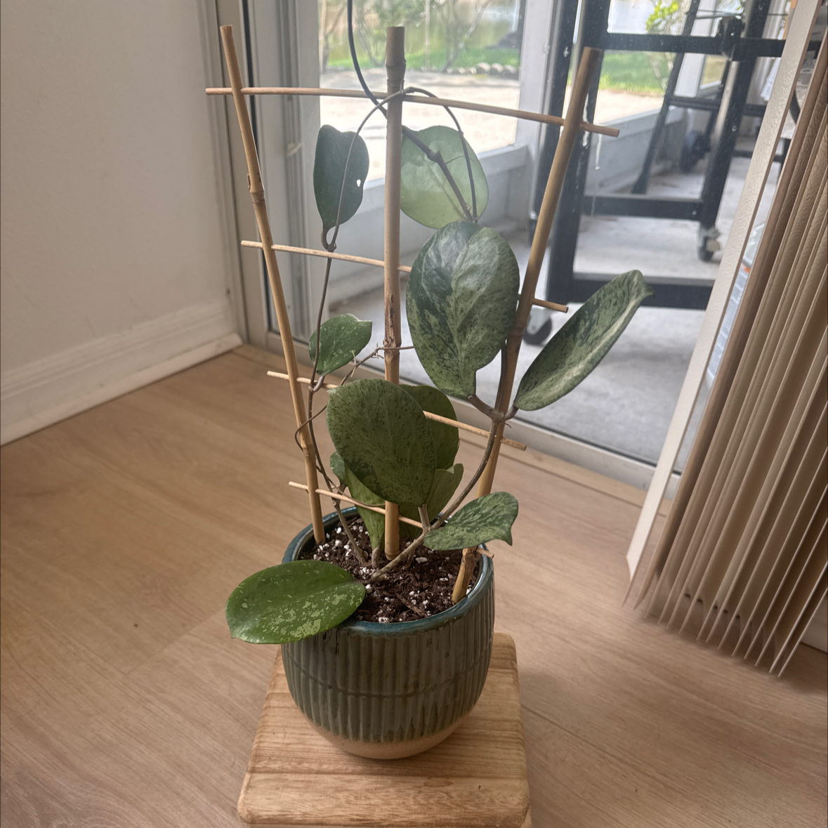 Photo of the plant species Splash Hoya Obovata by @PeacefulPlain43 named Obovata on Greg, the plant care app