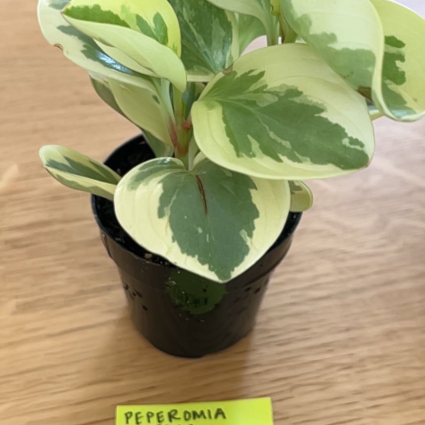 Photo of the plant species Peperomia Citrus Twist by @CoolCliantro35 named Nemo on Greg, the plant care app
