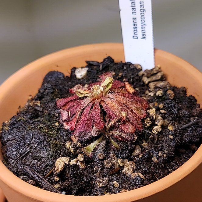 Photo of the plant species Natal Sundew by @KeyMango34 named Dewy on Greg, the plant care app