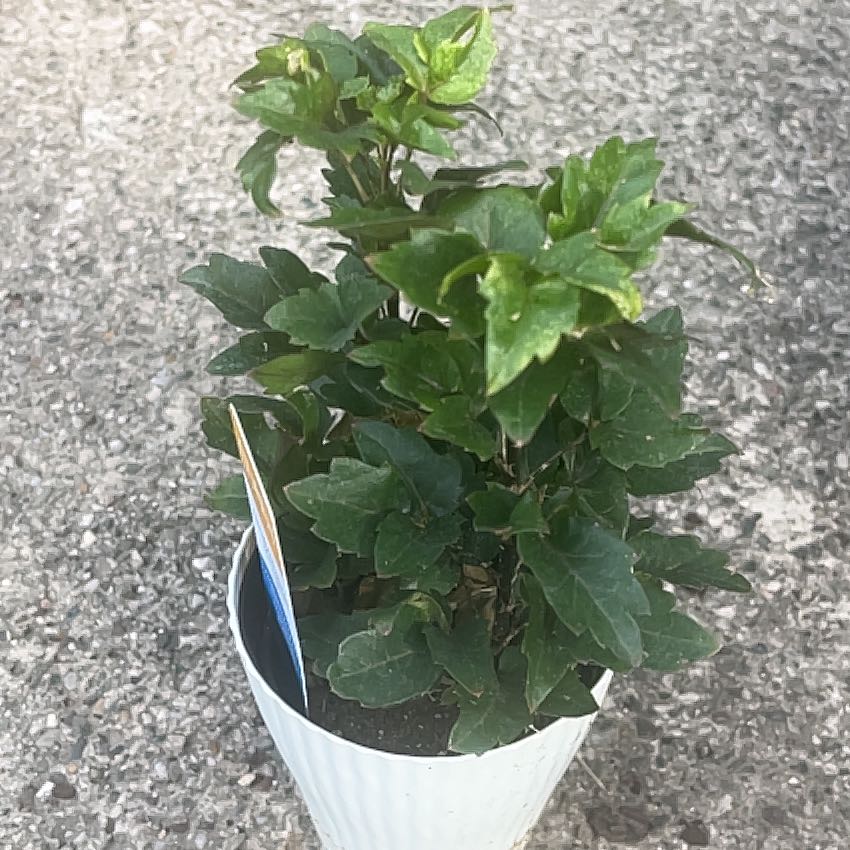 Photo of the plant species Rose Of Sharon by @BigBookaloe1 named Michelle Branch on Greg, the plant care app