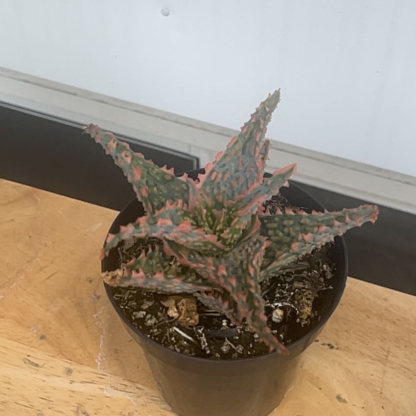Photo of the plant species Aloe 'Purple People Eater' by @BigBookaloe1 named Lola on Greg, the plant care app