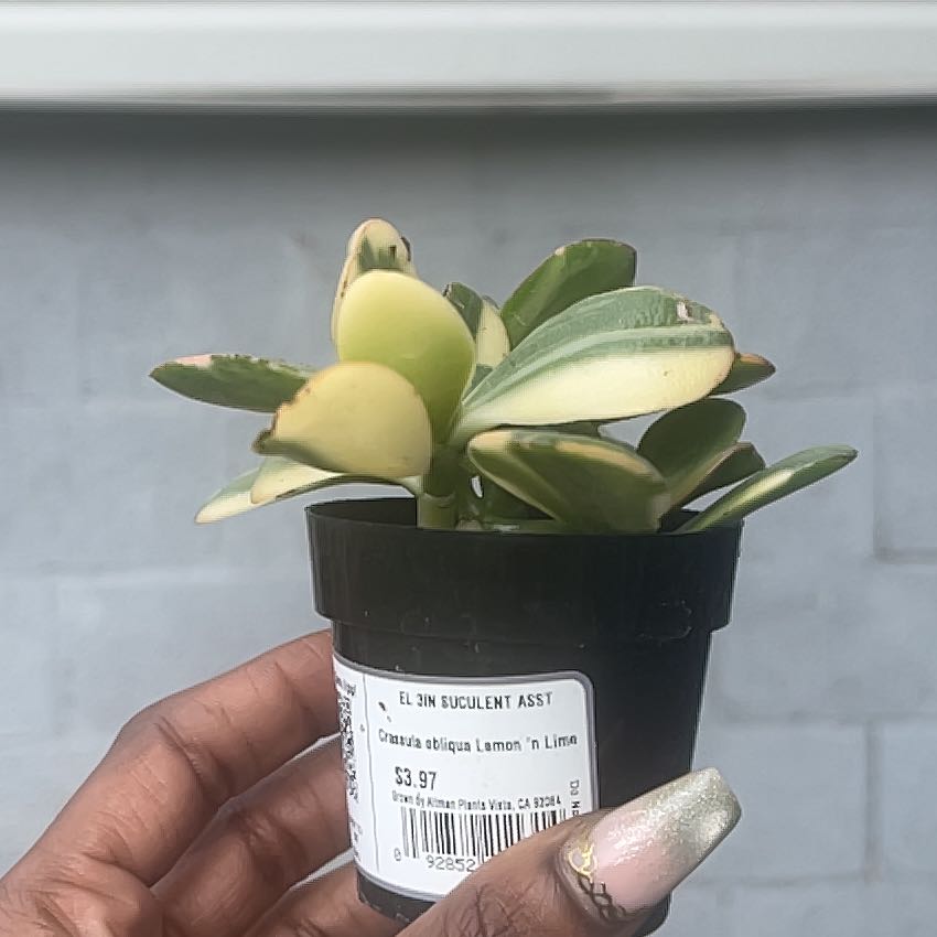 Photo of the plant species Crassula Obliqua by @BigBookaloe1 named Kesha on Greg, the plant care app
