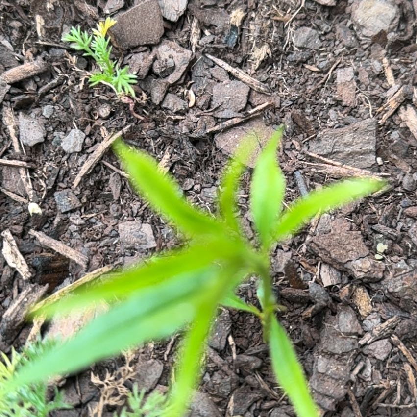Photo of the plant species Bachelor's Buttons by @DirectDutchiris named Plato on Greg, the plant care app