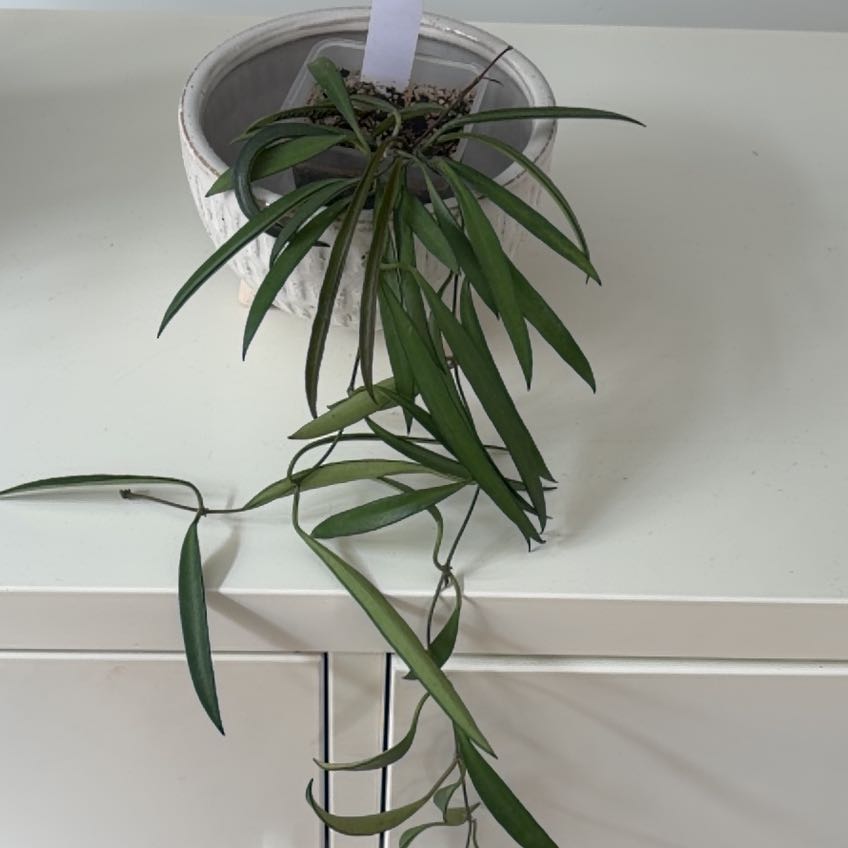 Photo of the plant species Hoya shepherdii by @DivineMira53 named Hoya on Greg, the plant care app