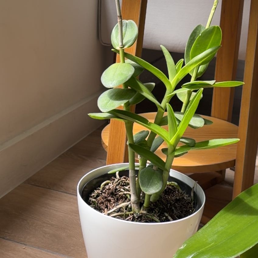 Photo of the plant species Fire Star Orchid by @DivineMira53 named Zeus on Greg, the plant care app