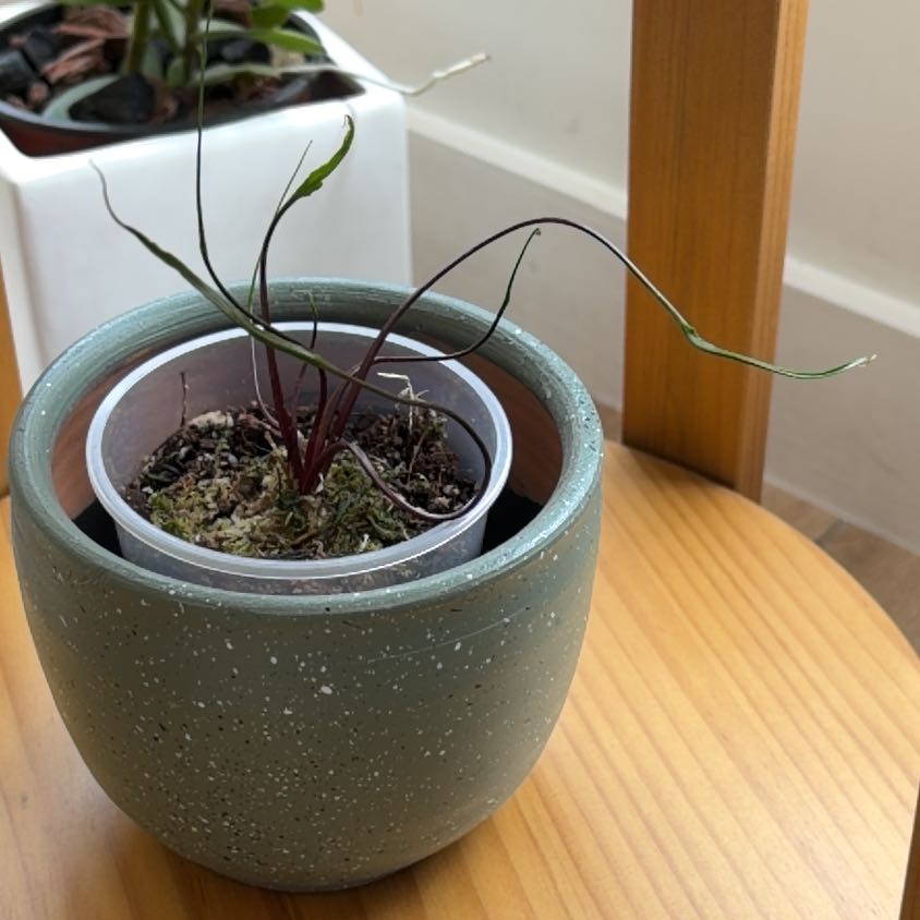 Photo of the plant species Alocasia Flying Squid by @DivineMira53 named ChloroPhil on Greg, the plant care app