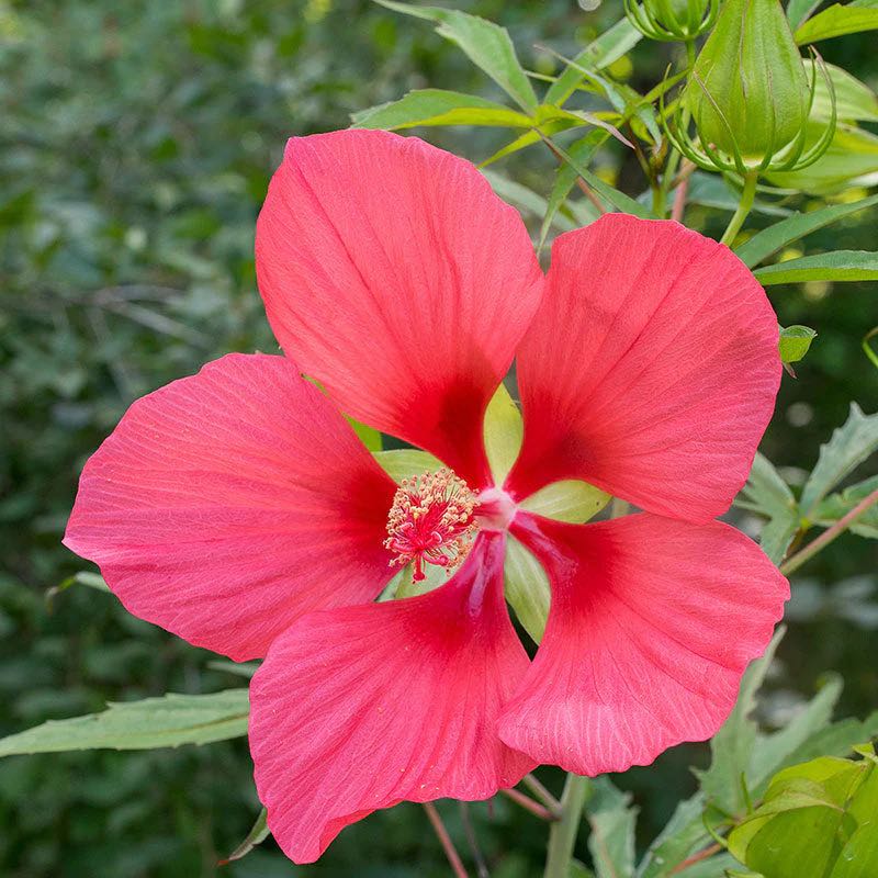 Photo of the plant species White Texas Star Hibiscus by @TactfulSucc47 named Taylor Swift on Greg, the plant care app