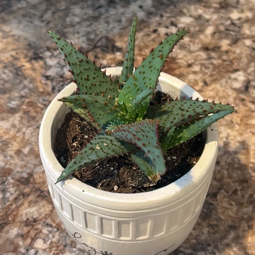 Photo of the plant species Aloe 'Christmas Carol' by @TrustyCaraway96 named Rodrigo on Greg, the plant care app