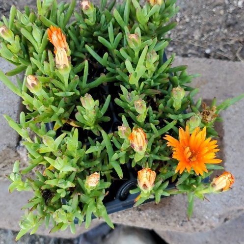 Photo of the plant species pink ice plant by @SpookyRae named Keanu Leaves on Greg, the plant care app