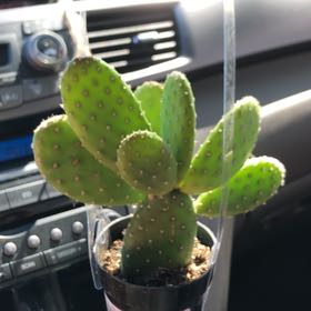 Photo of the plant species Mona Lisa by @DearTawa39 named Luna on Greg, the plant care app