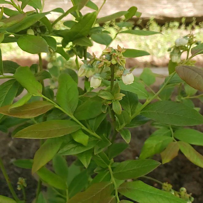Photo of the plant species Patriot Blueberry by @FriendlyCapemay named Aristotle on Greg, the plant care app