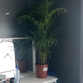 Photo of the plant species Dypsis lucens by @TopDaffodil29 named Dolores on Greg, the plant care app