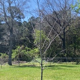 Photo of the plant species Schneck Oak by @HeroicSkypilot9 named Papa’s tree on Greg, the plant care app