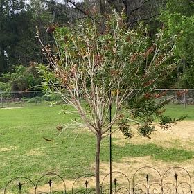 Photo of the plant species Vitex Agnus-Castus by @HeroicSkypilot9 named Einstein on Greg, the plant care app