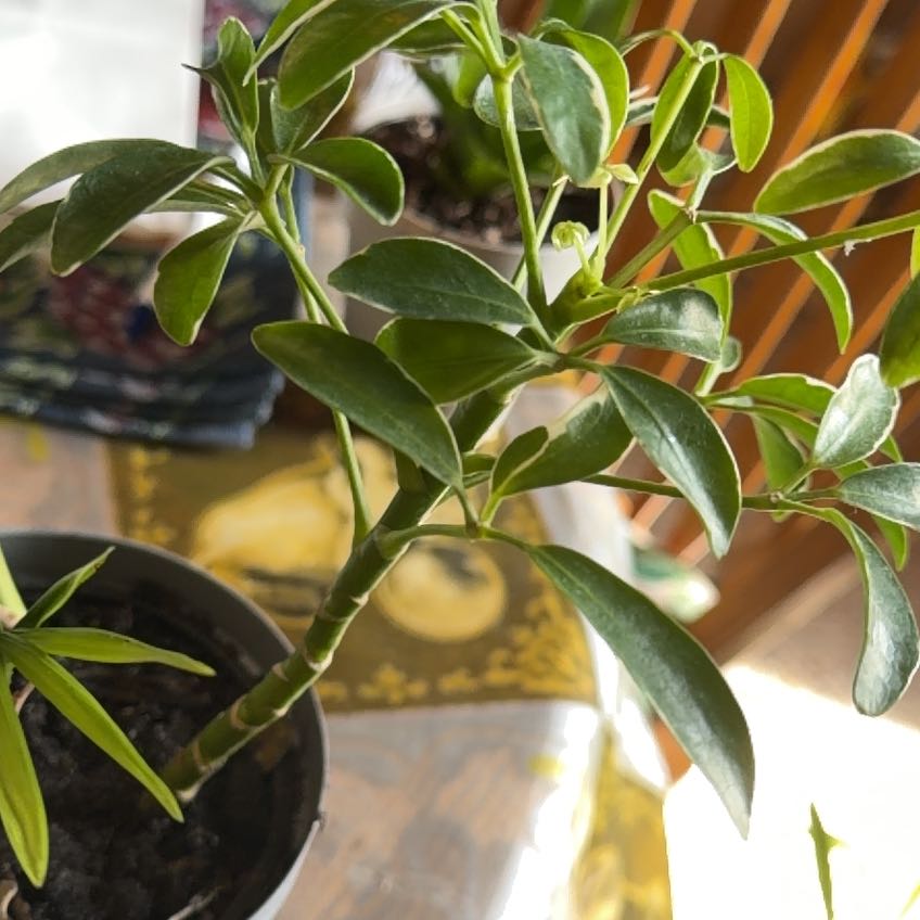 Photo of the plant species Moondrop Schefflera by @AmusingMira67 named Mando on Greg, the plant care app