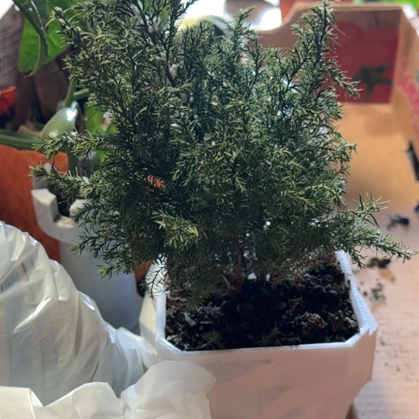 Photo of the plant species European Cypress by @AmusingMira67 named Orlando Bloom on Greg, the plant care app
