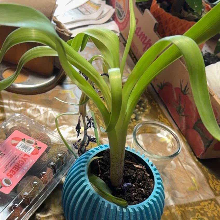 Photo of the plant species Hyacinth 'Happy' by @AmusingMira67 named Aria on Greg, the plant care app