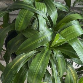 Photo of the plant species Dracaena 'Hawaiian Sunshine' by @katieking named Dracaena fragrans on Greg, the plant care app
