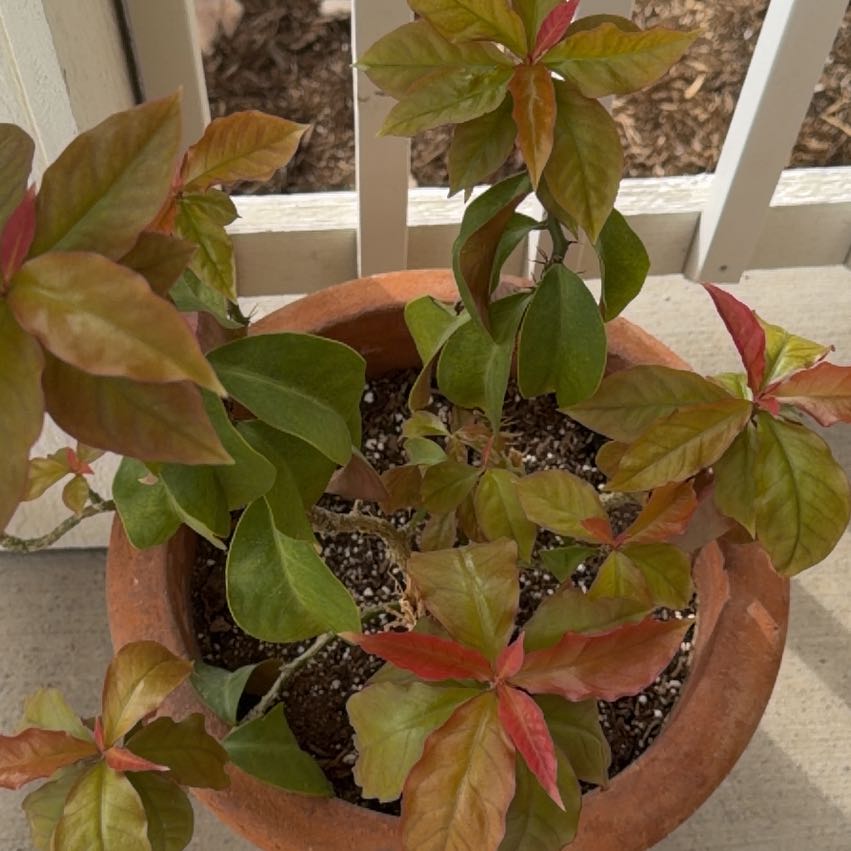 Photo of the plant species Barbados Gooseberry by @katieking named Morgan Treeman on Greg, the plant care app