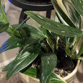 Photo of the plant species monstera standleyana by @katieking named Orlando Bloom on Greg, the plant care app