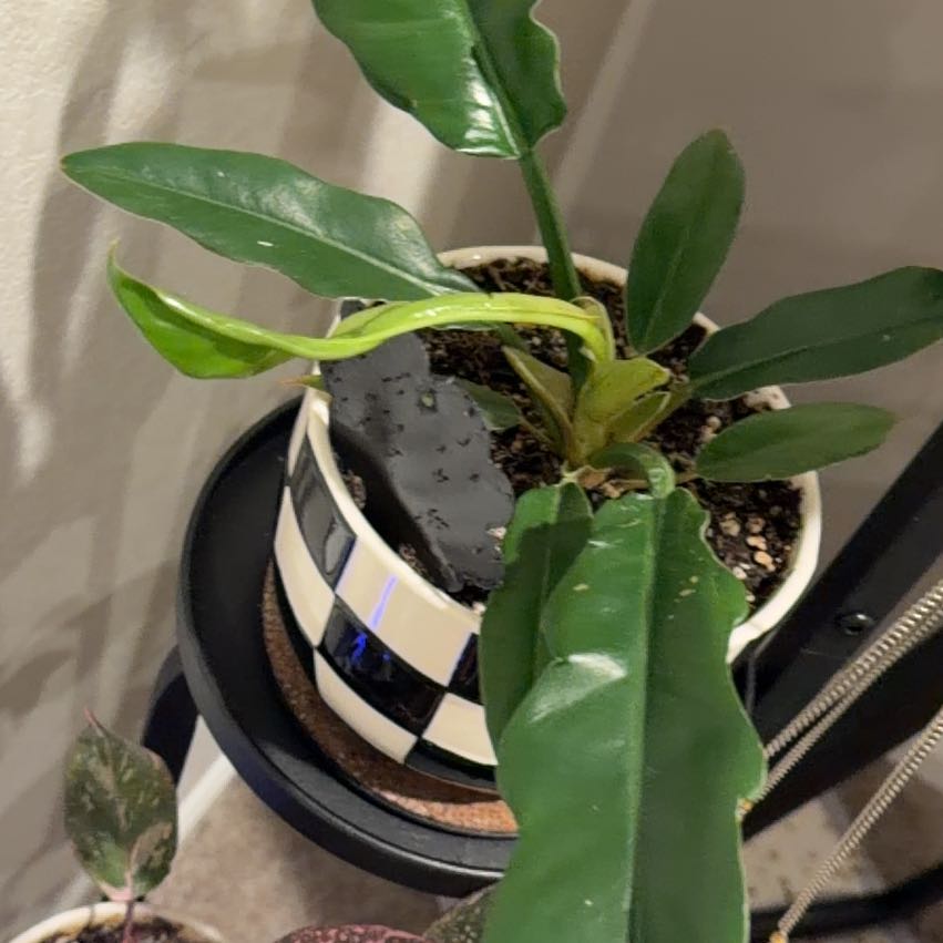 Photo of the plant species Tiger Tooth Philodendron by @katieking named Gates on Greg, the plant care app