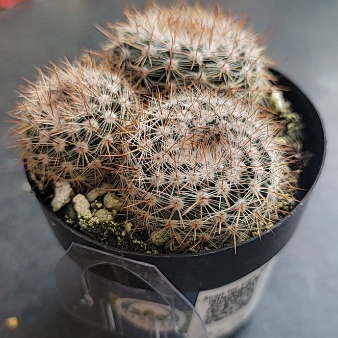 Photo of the plant species Cinnamon Cactus by @TopSuriana2 named Queen on Greg, the plant care app