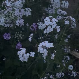 Photo of the plant species Dame's Rocket by @YummyRutabaga75 named Spike Leaves on Greg, the plant care app