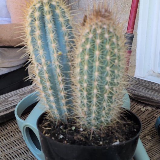 Photo of the plant species Pilosocereus baumii by @FineKale99 named Spikey on Greg, the plant care app